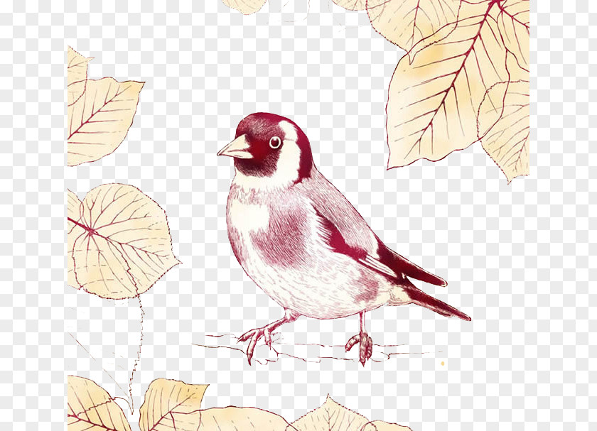 Birds Sparrow Bird PNG