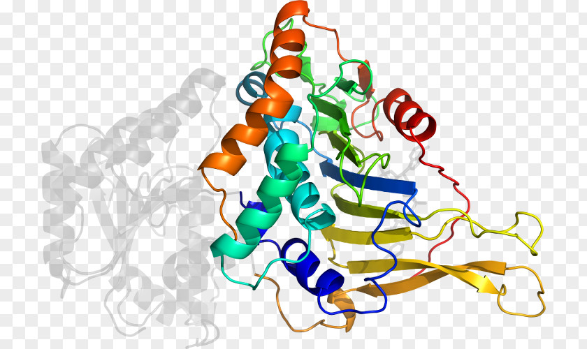 Glucose6phosphate Dehydrogenase Deficiency Organism Line Clip Art PNG