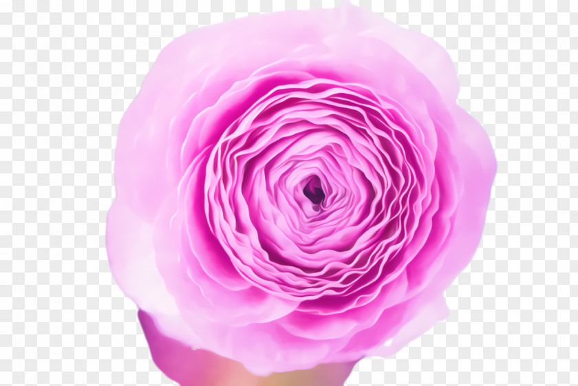 Rose Order Hybrid Tea Pink Flower Cartoon PNG