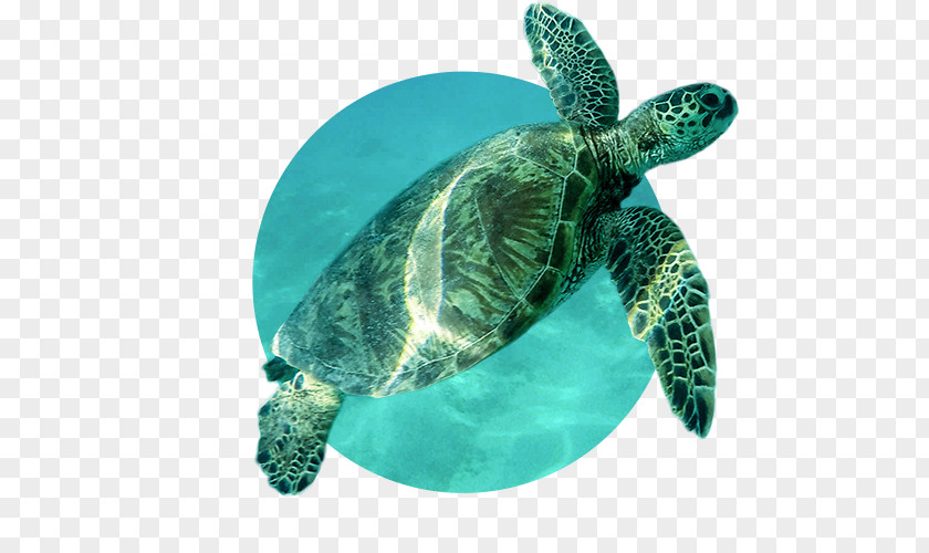 Turtle Loggerhead Sea Leatherback Tortoise PNG