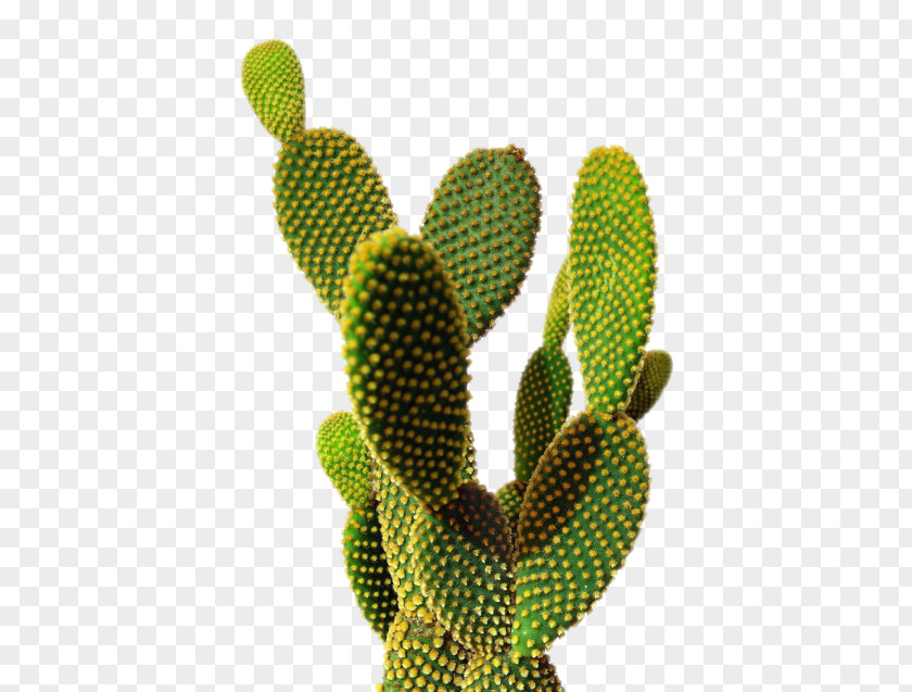 Cactus Flower Cactaceae Desktop Wallpaper Printing PNG