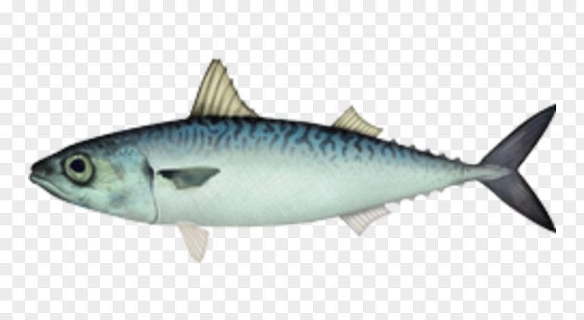 Fish Atlantic Chub Mackerel Little Tunny PNG