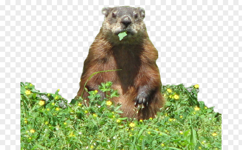 Groundhog Day Eating The Garden PNG