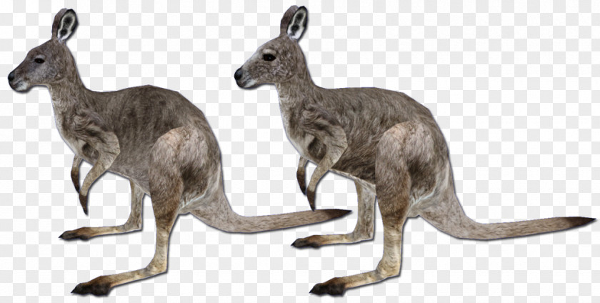 Kangaroo Red Zoo Tycoon 2 Macropodidae PNG