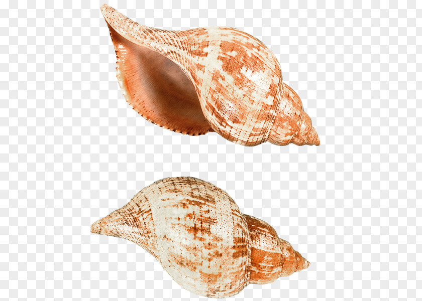 Seashell Cockle Sea Snail Conchology PNG