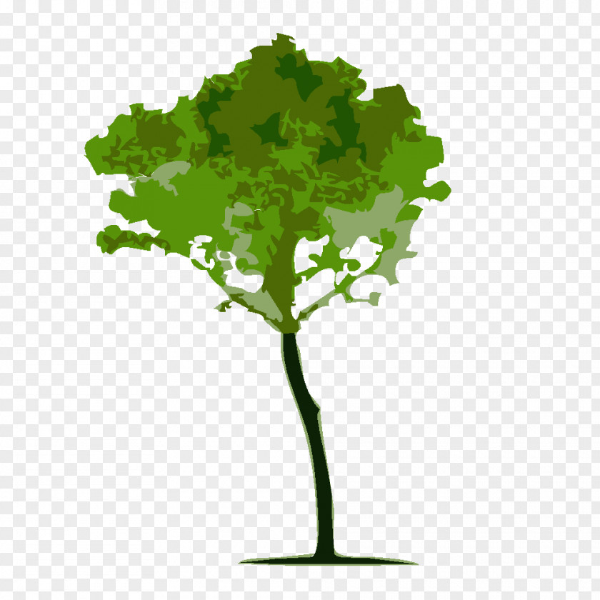Tree Calliandra Brevipes Arbor Day PNG