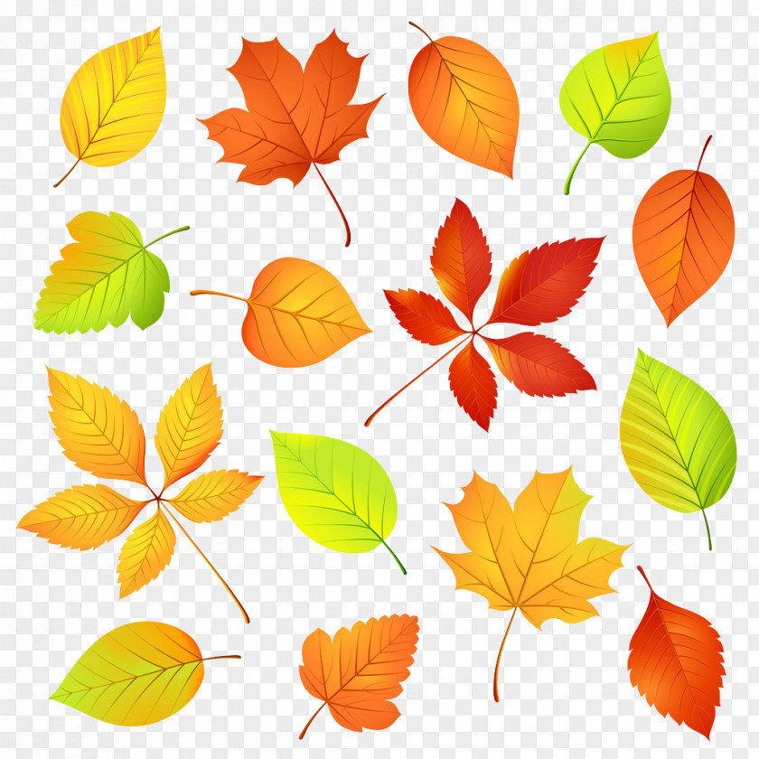 Autumn Leaves Leaf Color Maple PNG