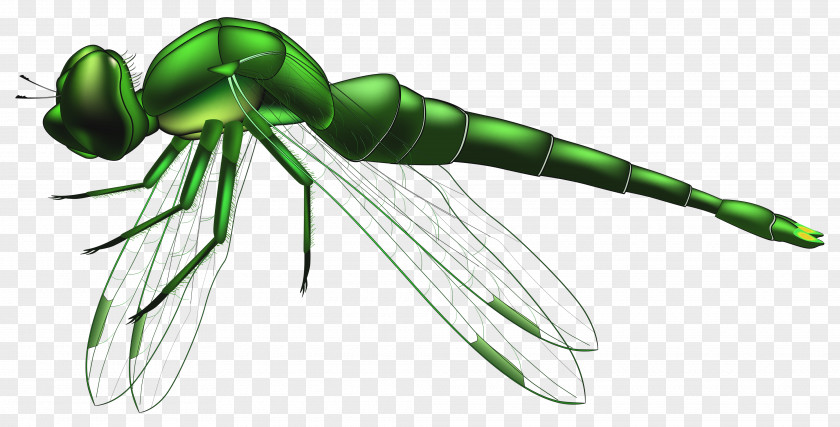 Dragonfly Art Insect Clip PNG