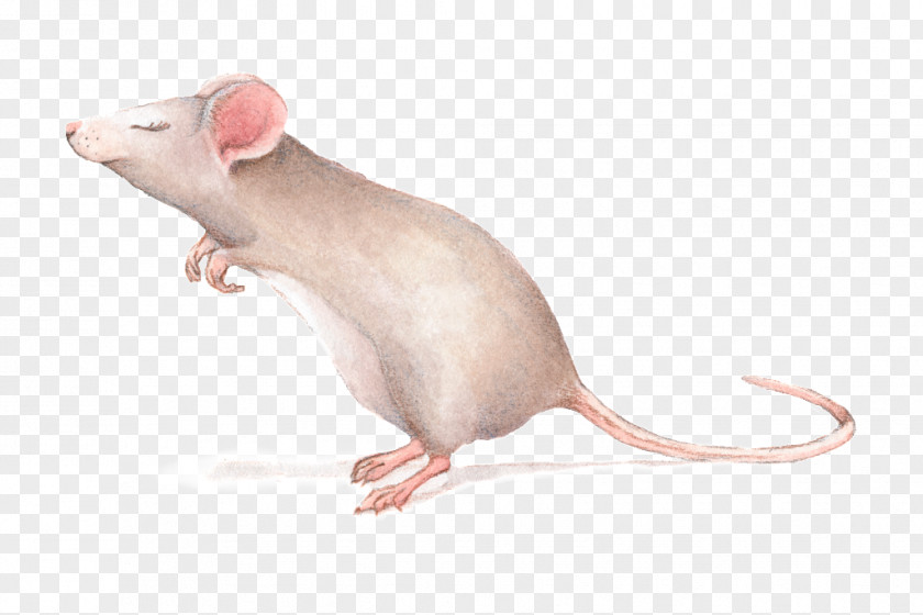 Rat Mouse Gerbil Drawing PNG