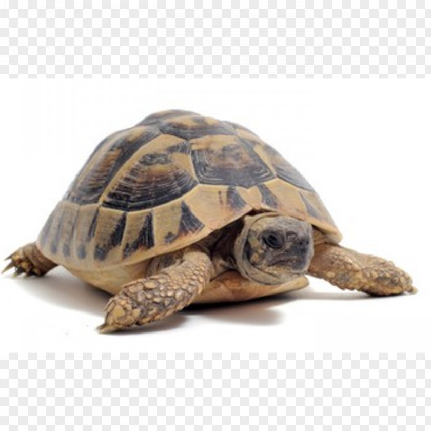 Turtle Reptile Stock Photography PNG