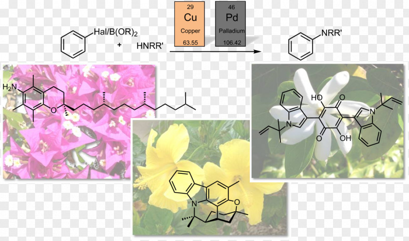 Abstract Figure Shows Floral Design Aromatic Amine Aryl Heterocyclic Compound Aromaticity PNG