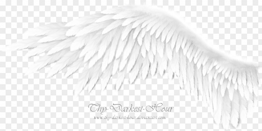 Angel Wings Monochrome Photography Black And White Brush PNG