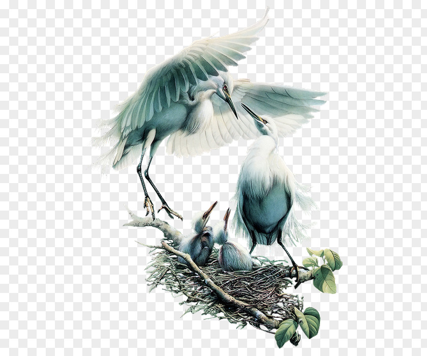 Bird Blue Tuesday PNG