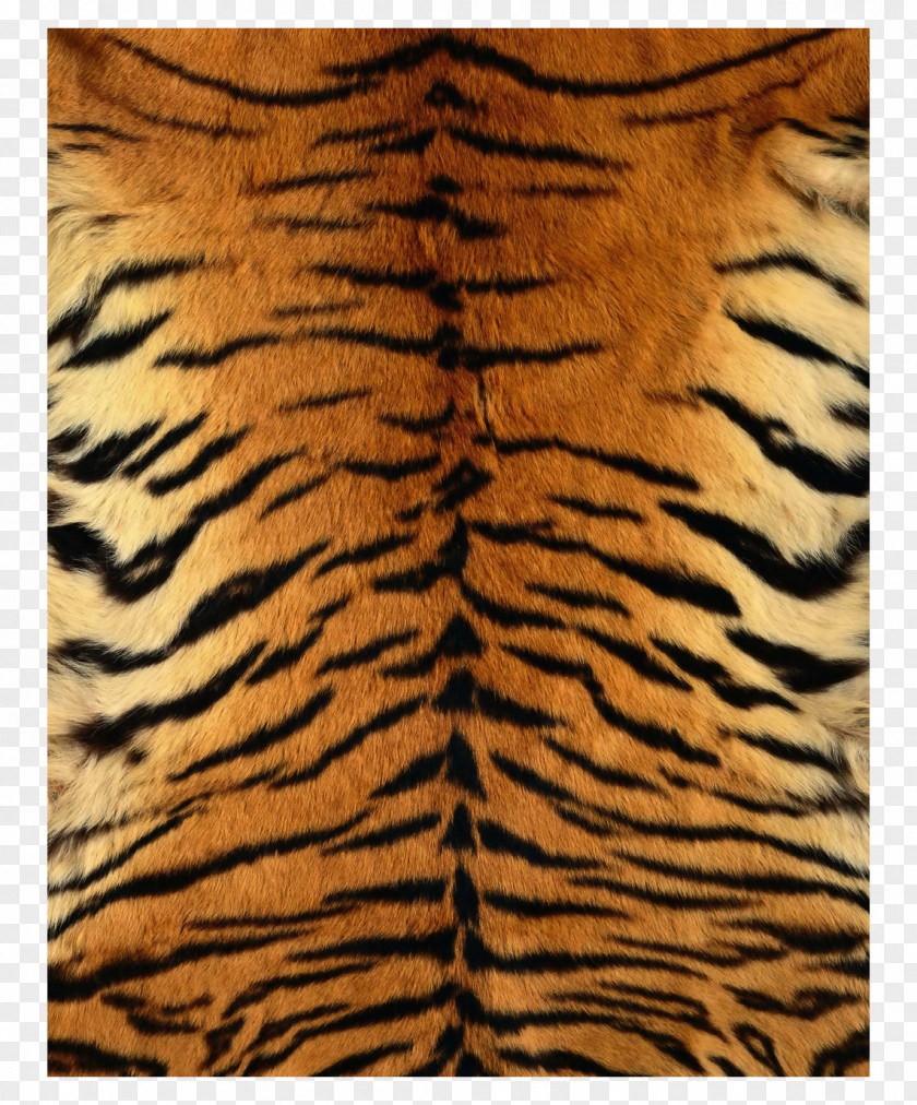 Tiger Skin Pattern Children Siberian Leopard Fur Texture PNG
