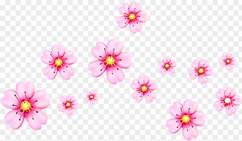 Wildflower Blossom Cherry Background PNG