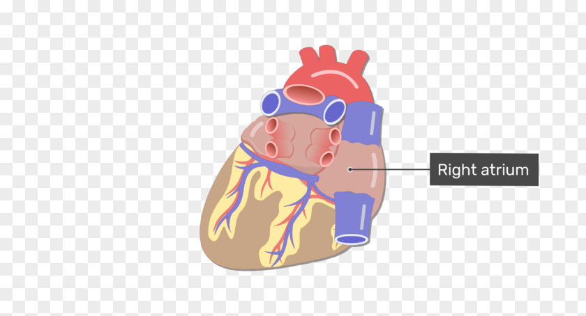 Anatomical Heart Blood Vessel Coronary Circulation Small Cardiac Vein PNG