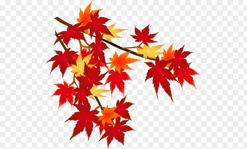 Autumn Leaf Color Mount Akagi Season PNG