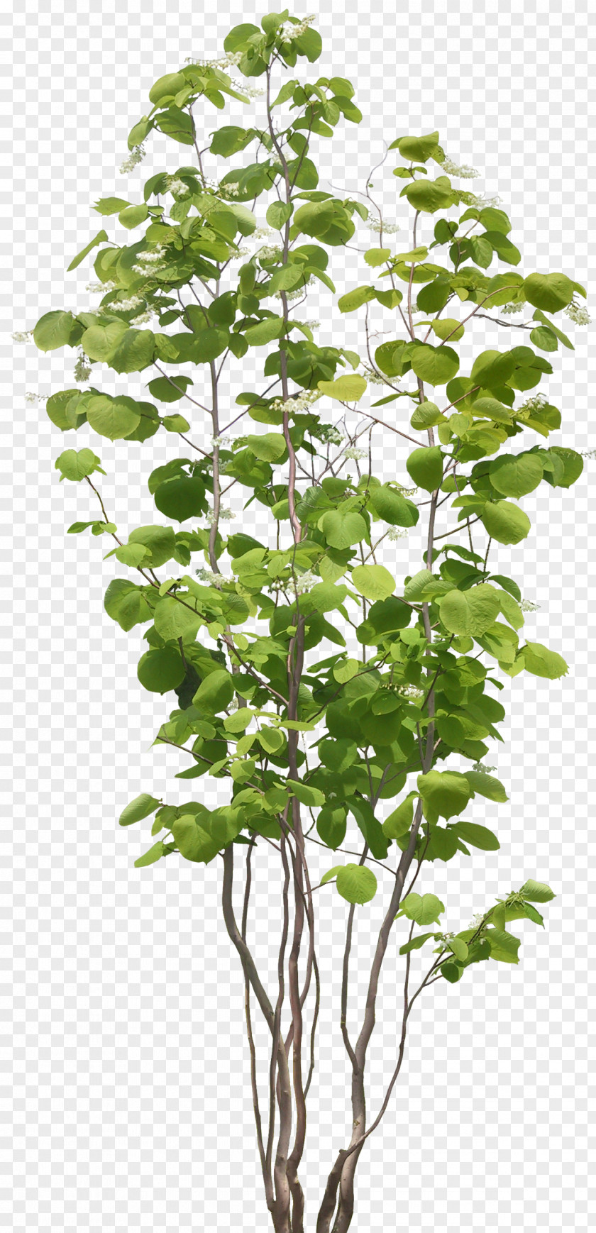 Bushes Populus Nigra Tree Plant PNG