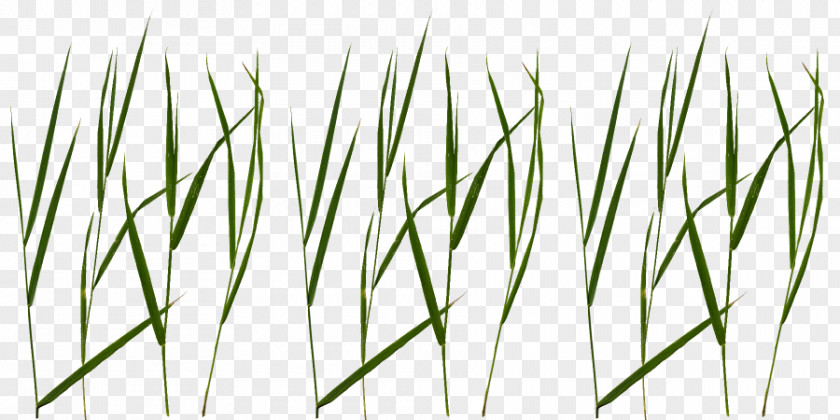 Grass Texture Blade Lawn Clip Art Mapping PNG