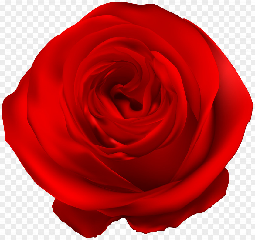 Red Rose Clip Art Garden Roses Blue PNG