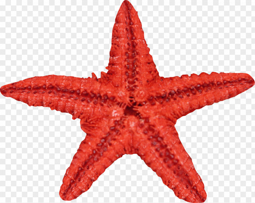 Red Starfish Seashell PNG