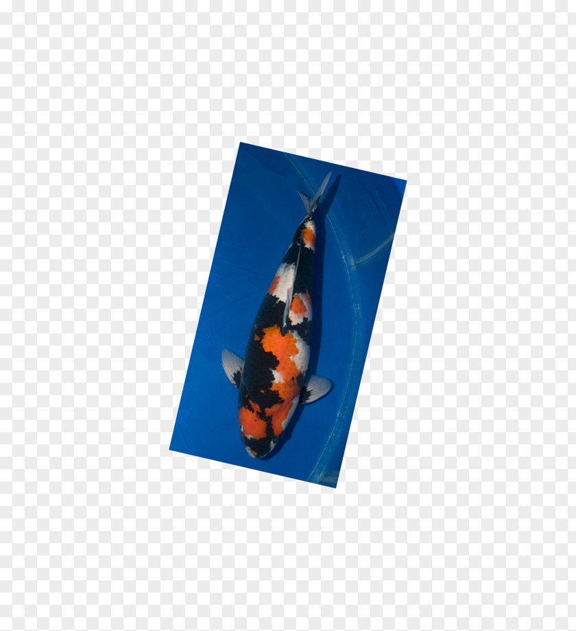 Silkworm Koi PNG