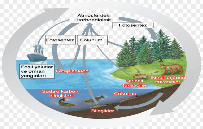 Water Carbon Cycle Matter PNG