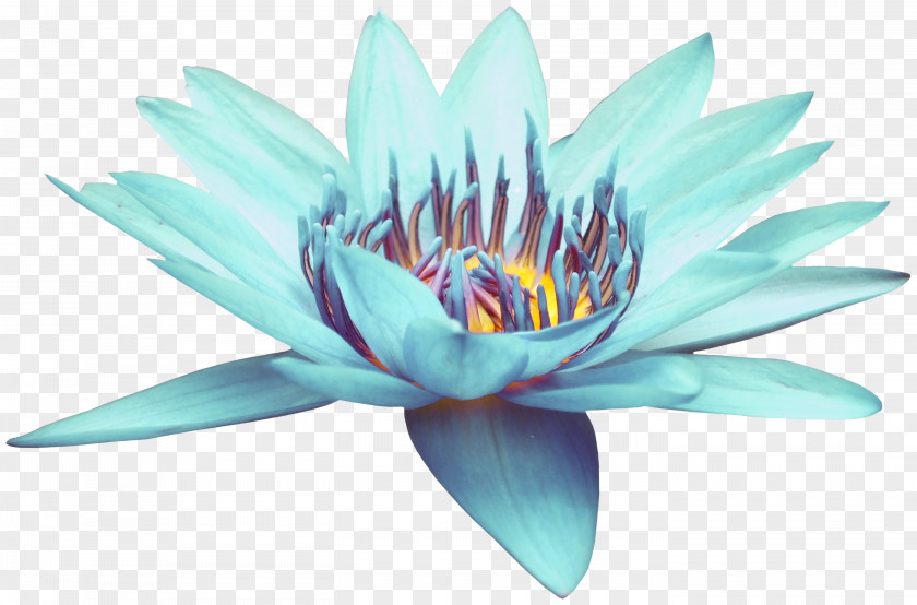 Blue Open Lotus Download PNG