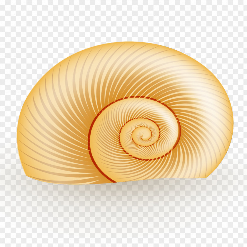 Conch Vector Seashell Spiral Nautilida Circle PNG
