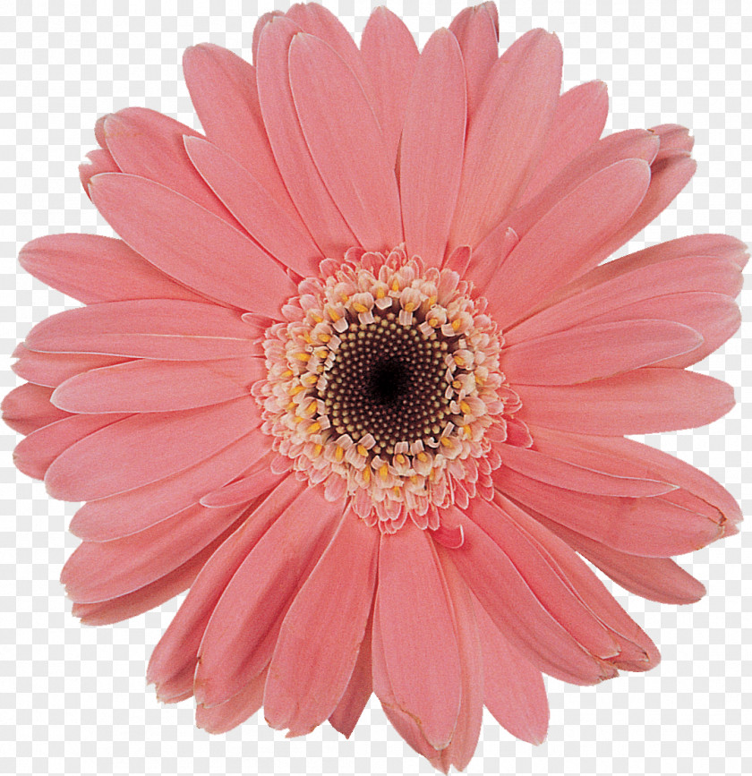 Gerbera Daisy Family Cut Flowers Chrysanthemum Oxeye PNG
