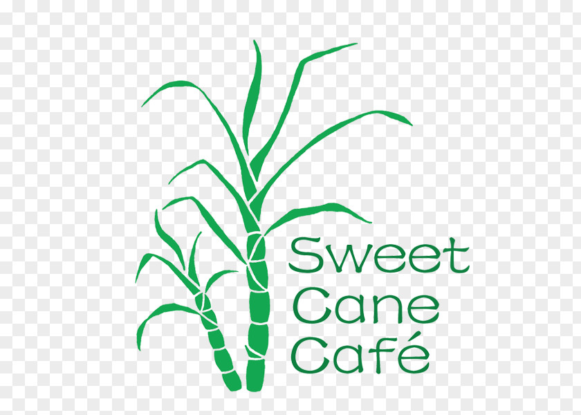 Sweet Cane Cafe Logo Leaf Font PNG