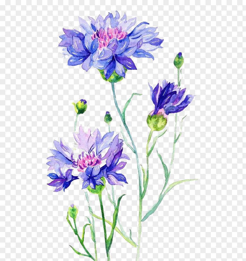 2017 Hand Painted Cornflower Watercolor Painting PNG