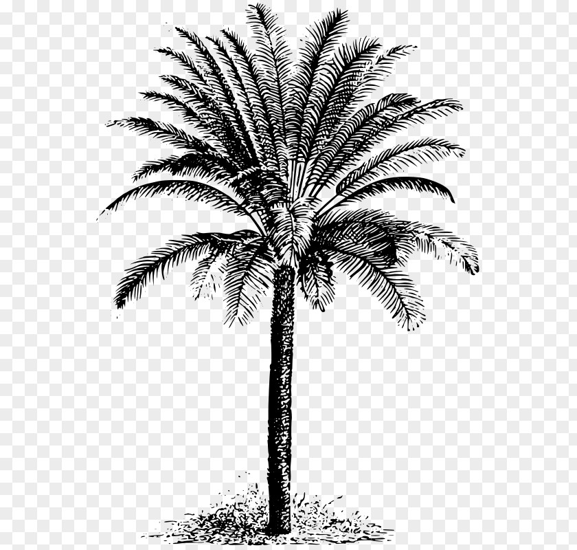 Evergreen Cycad Drawing Clip Art PNG