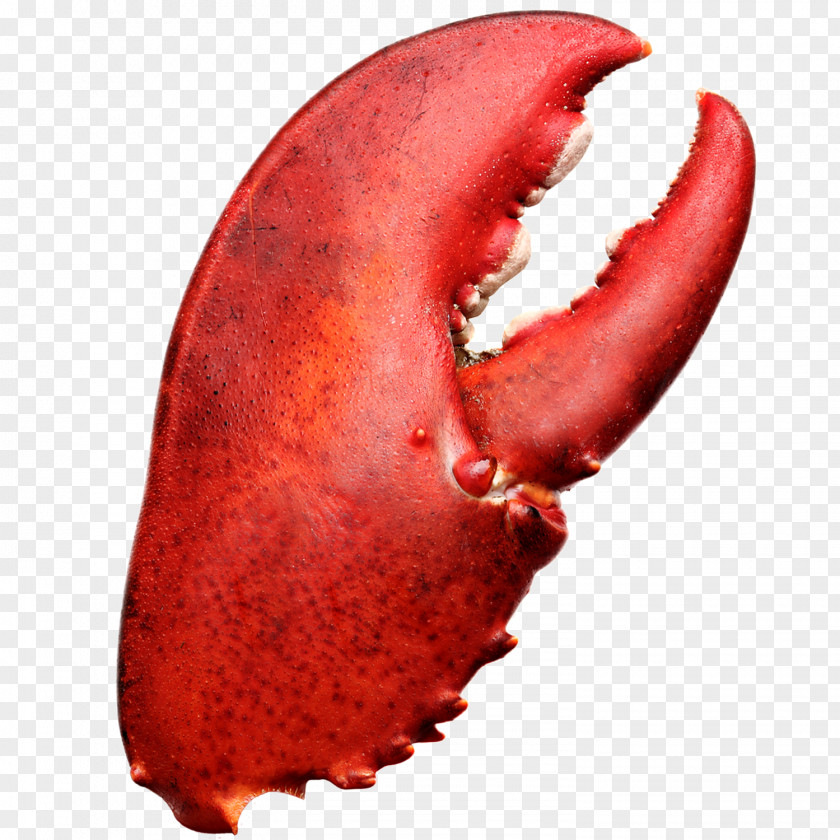 Lobster Homarus Seafood Decapoda Ectrodactyly PNG