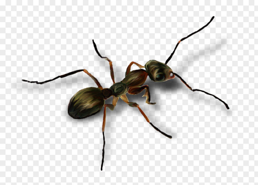 Membranewinged Insect Carpenter Ant Cartoon PNG