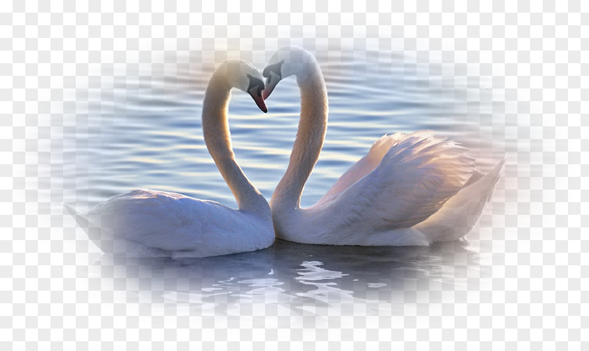 Swans Desktop Wallpaper Theme Display Resolution Windows 7 PNG