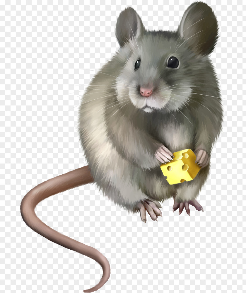 Vector Cartoon Mouse Rat Rodent Clip Art PNG