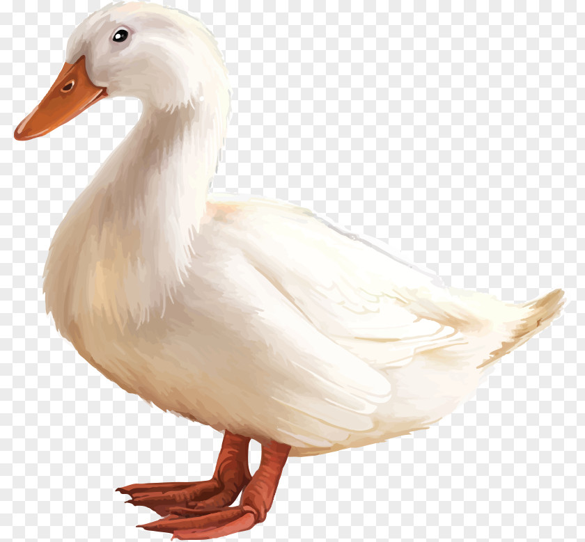 Duck American Pekin Goose PNG