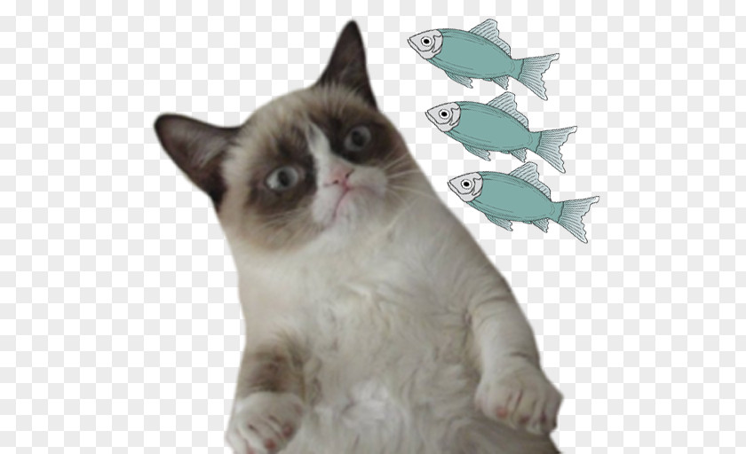 Grumpy Cat The Meme Machine Humour PNG Humour, meme clipart PNG