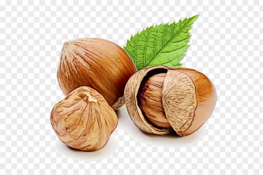 Nuts Seeds Superfood Hazelnut Walnut Food Nut Tree PNG