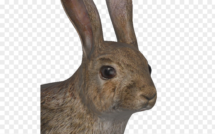 Rabbit European Hare TheHunter Burrow PNG