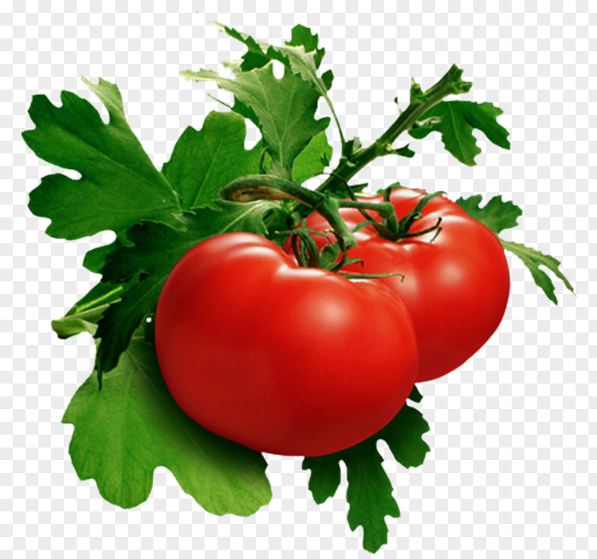Verdura Leaf Vegetable Tomato Soup Food PNG
