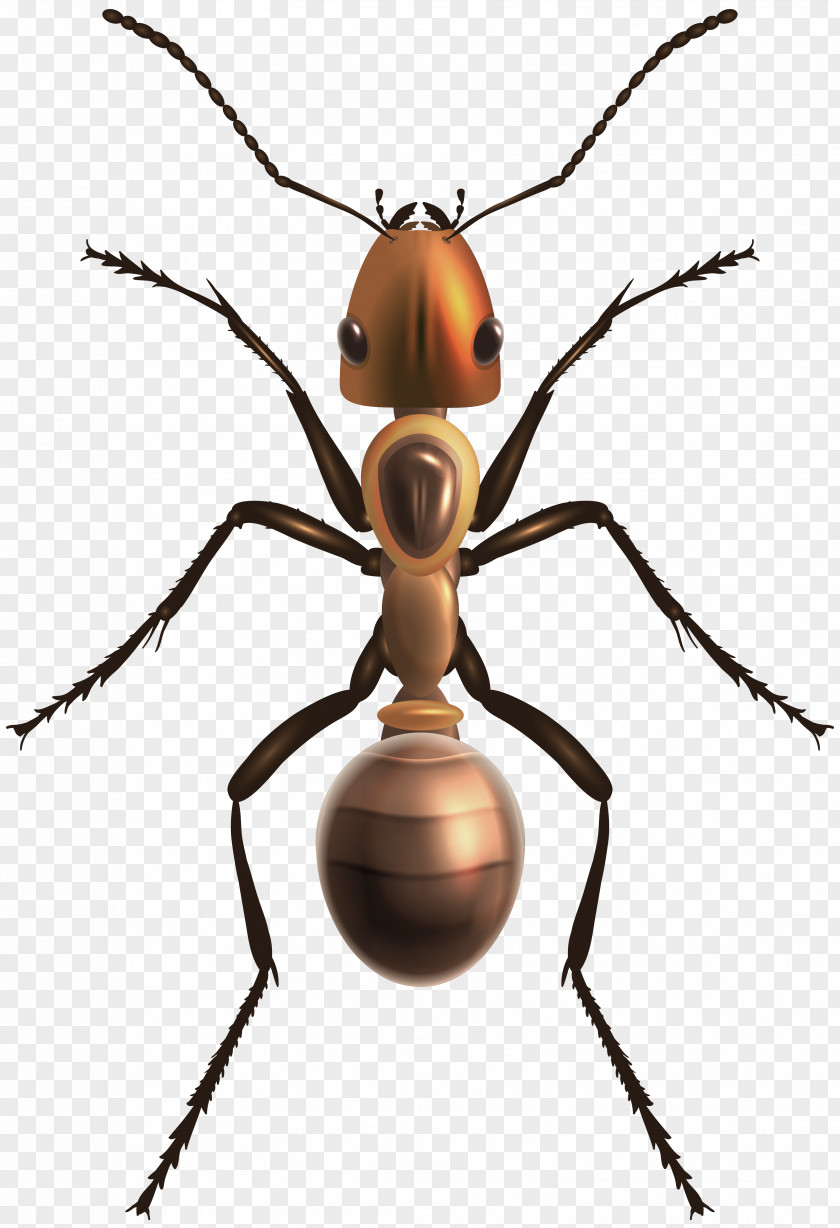 Ants Insect Bee Ant PNG