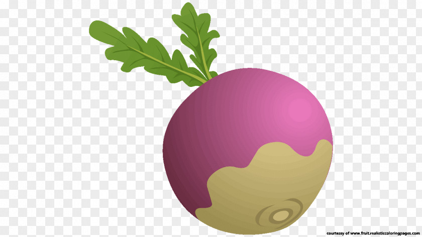 Beetroot Juice Borscht Vegetable Clip Art PNG