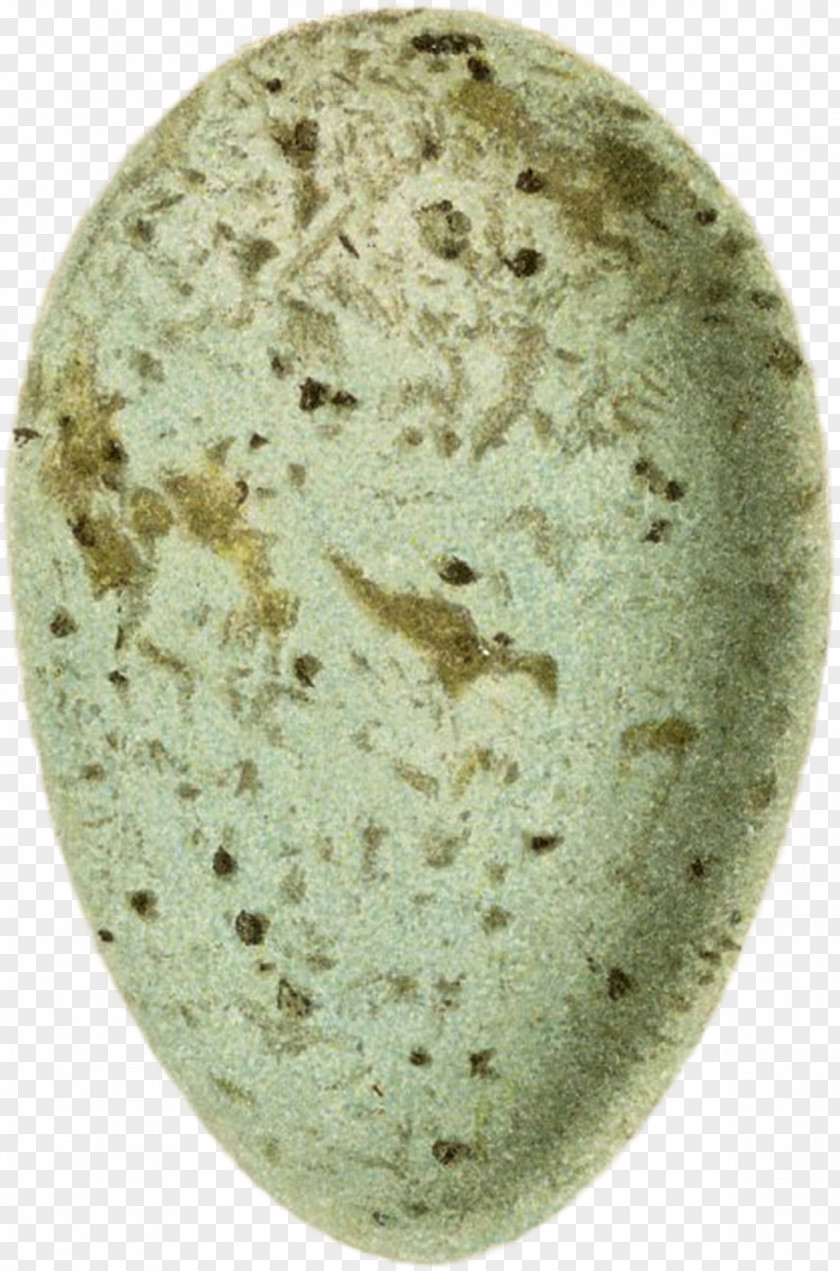 Bird Egg Organism PNG