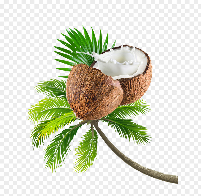 Coconut Tree Fruit PNG