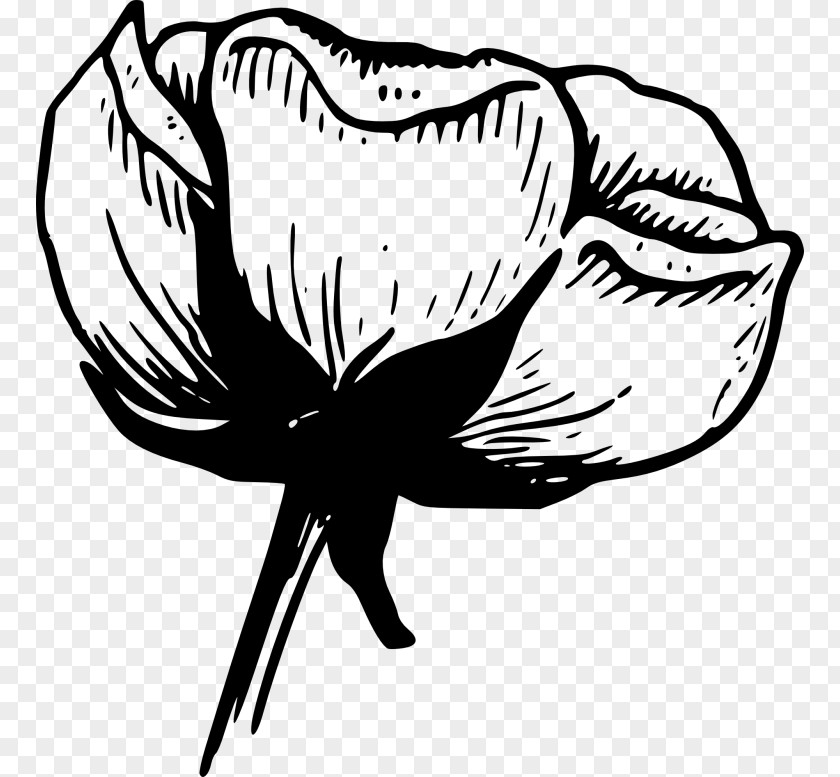 Flower White Black Rose Clip Art PNG
