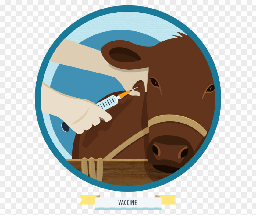 Food Infographic Cattle Mammal Snout Clip Art PNG