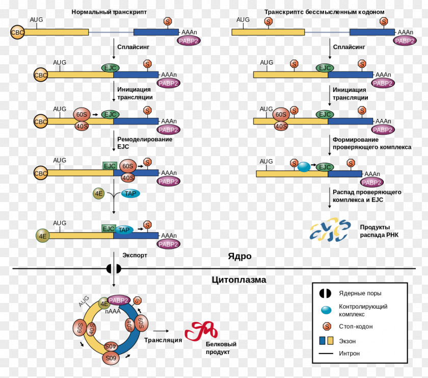 Pathway Exon Junction Complex Nonsense-mediated Decay Messenger RNA Splicing PNG