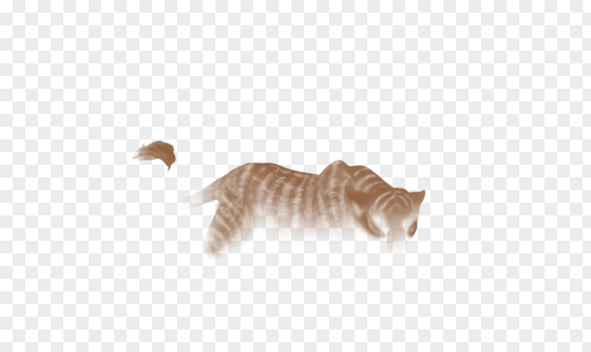 Cat Whiskers Fauna Tail PNG